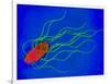 Coloured TEM of a Salmonella Bacterium-Dr. Linda Stannard-Framed Photographic Print