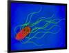 Coloured TEM of a Salmonella Bacterium-Dr. Linda Stannard-Framed Photographic Print