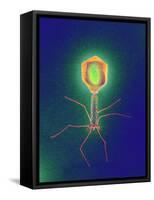 Coloured TEM of a T4 Bacteriophage Virus-null-Framed Stretched Canvas