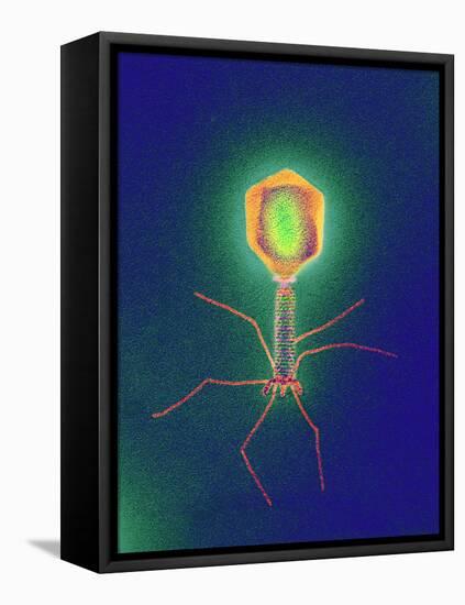 Coloured TEM of a T4 Bacteriophage Virus-null-Framed Stretched Canvas