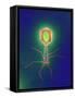 Coloured TEM of a T4 Bacteriophage Virus-null-Framed Stretched Canvas