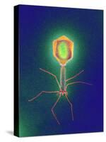 Coloured TEM of a T4 Bacteriophage Virus-null-Stretched Canvas