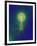 Coloured TEM of a T4 Bacteriophage Virus-null-Framed Photographic Print