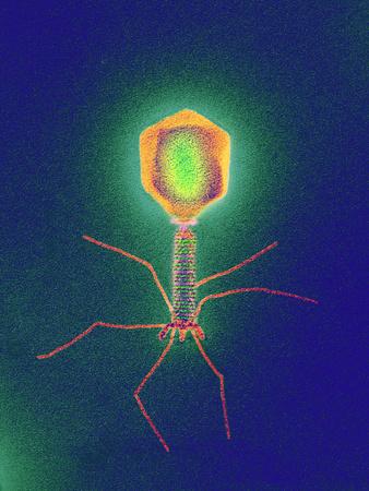 https://imgc.allpostersimages.com/img/posters/coloured-tem-of-a-t4-bacteriophage-virus_u-L-PZIBC30.jpg?artPerspective=n