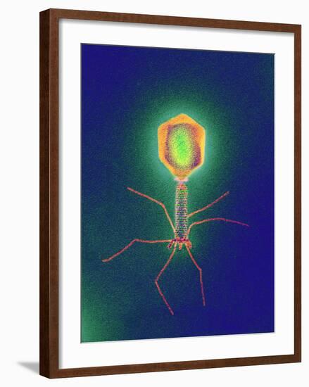 Coloured TEM of a T4 Bacteriophage Virus-null-Framed Photographic Print
