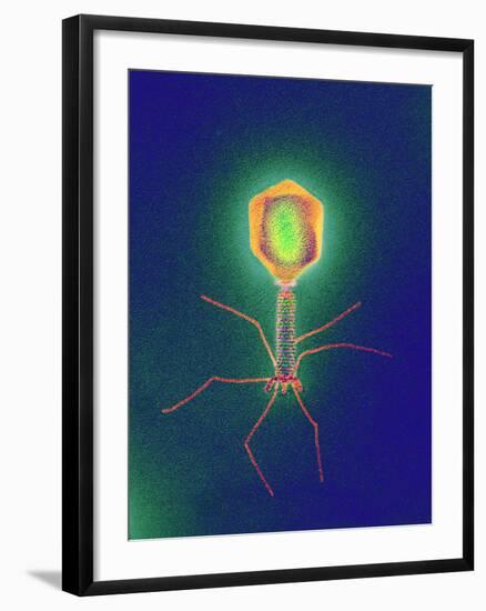 Coloured TEM of a T4 Bacteriophage Virus-null-Framed Photographic Print