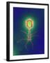 Coloured TEM of a T4 Bacteriophage Virus-null-Framed Photographic Print