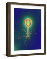 Coloured TEM of a T4 Bacteriophage Virus-null-Framed Photographic Print