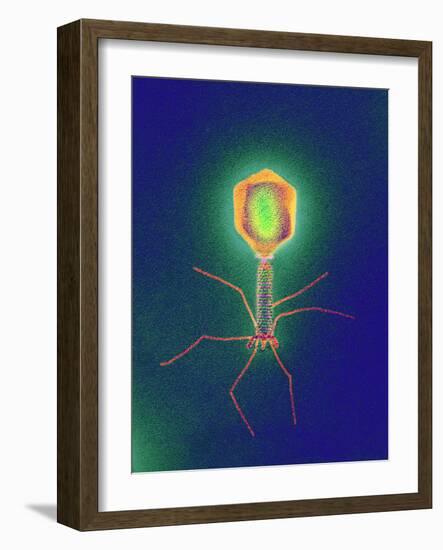 Coloured TEM of a T4 Bacteriophage Virus-null-Framed Photographic Print