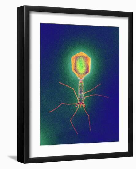 Coloured TEM of a T4 Bacteriophage Virus-null-Framed Photographic Print