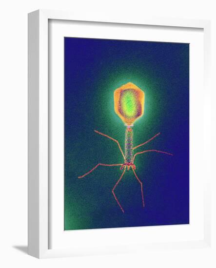 Coloured TEM of a T4 Bacteriophage Virus-null-Framed Photographic Print