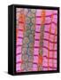 Coloured TEM of Healthy Heart (cardiac) Muscle-Steve Gschmeissner-Framed Stretched Canvas
