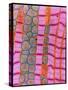 Coloured TEM of Healthy Heart (cardiac) Muscle-Steve Gschmeissner-Stretched Canvas