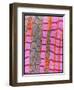 Coloured TEM of Healthy Heart (cardiac) Muscle-Steve Gschmeissner-Framed Photographic Print