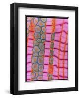 Coloured TEM of Healthy Heart (cardiac) Muscle-Steve Gschmeissner-Framed Photographic Print