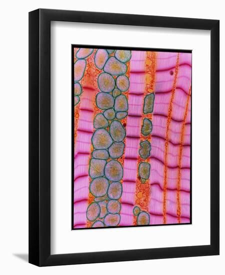 Coloured TEM of Healthy Heart (cardiac) Muscle-Steve Gschmeissner-Framed Photographic Print