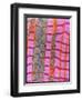 Coloured TEM of Healthy Heart (cardiac) Muscle-Steve Gschmeissner-Framed Photographic Print
