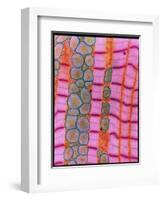 Coloured TEM of Healthy Heart (cardiac) Muscle-Steve Gschmeissner-Framed Photographic Print