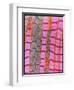 Coloured TEM of Healthy Heart (cardiac) Muscle-Steve Gschmeissner-Framed Photographic Print