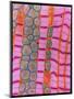 Coloured TEM of Healthy Heart (cardiac) Muscle-Steve Gschmeissner-Mounted Photographic Print