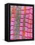 Coloured TEM of Healthy Heart (cardiac) Muscle-Steve Gschmeissner-Framed Stretched Canvas