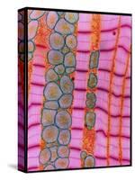 Coloured TEM of Healthy Heart (cardiac) Muscle-Steve Gschmeissner-Stretched Canvas