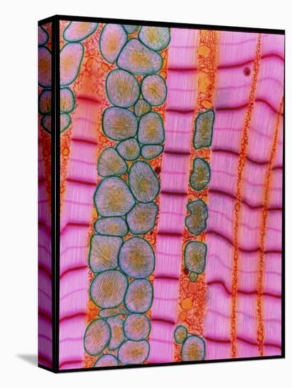 Coloured TEM of Healthy Heart (cardiac) Muscle-Steve Gschmeissner-Stretched Canvas