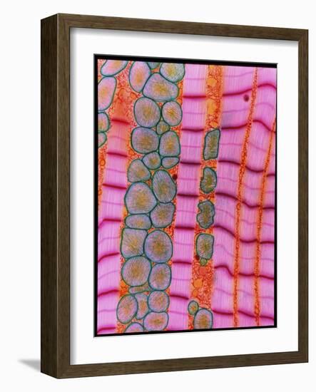 Coloured TEM of Healthy Heart (cardiac) Muscle-Steve Gschmeissner-Framed Photographic Print