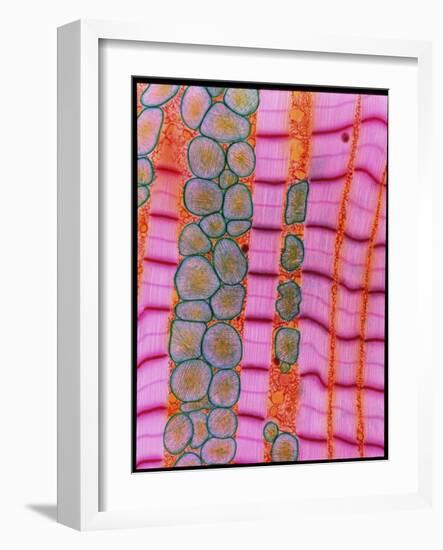 Coloured TEM of Healthy Heart (cardiac) Muscle-Steve Gschmeissner-Framed Photographic Print