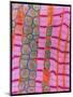 Coloured TEM of Healthy Heart (cardiac) Muscle-Steve Gschmeissner-Mounted Photographic Print