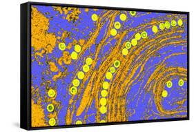 Coloured TEM of Herpes Simplex Viruses Inside Cell-Dr. Linda Stannard-Framed Stretched Canvas