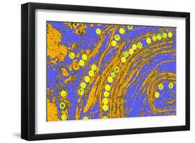 Coloured TEM of Herpes Simplex Viruses Inside Cell-Dr. Linda Stannard-Framed Photographic Print