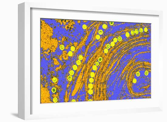 Coloured TEM of Herpes Simplex Viruses Inside Cell-Dr. Linda Stannard-Framed Photographic Print