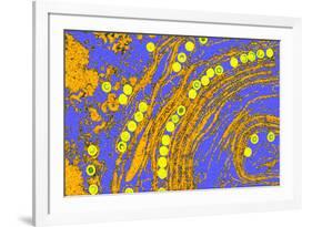 Coloured TEM of Herpes Simplex Viruses Inside Cell-Dr. Linda Stannard-Framed Photographic Print