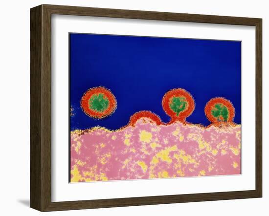 Coloured TEM of HIV Viruses Budding From a T-cell-NIBSC-Framed Photographic Print