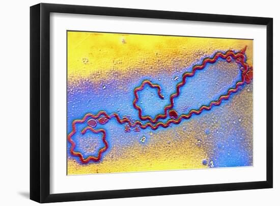 Coloured TEM of Leptospira Sp. Bacterium-null-Framed Photographic Print