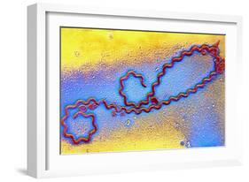 Coloured TEM of Leptospira Sp. Bacterium-null-Framed Photographic Print