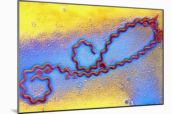 Coloured TEM of Leptospira Sp. Bacterium-null-Mounted Photographic Print