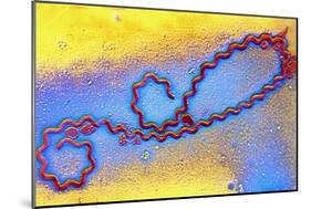 Coloured TEM of Leptospira Sp. Bacterium-null-Mounted Photographic Print