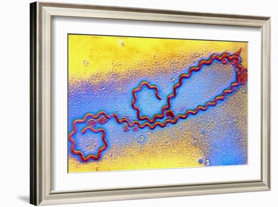 Coloured TEM of Leptospira Sp. Bacterium-null-Framed Photographic Print