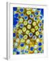 Coloured TEM of Rotaviruses-null-Framed Photographic Print