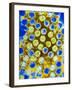 Coloured TEM of Rotaviruses-null-Framed Photographic Print