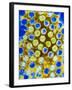 Coloured TEM of Rotaviruses-null-Framed Photographic Print