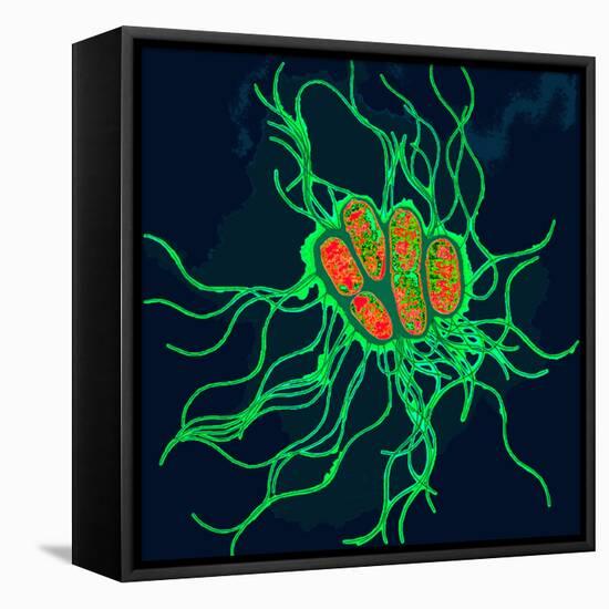 Coloured TEM of Salmonella Bacteria-Dr. Linda Stannard-Framed Stretched Canvas