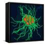 Coloured TEM of Salmonella Bacteria-Dr. Linda Stannard-Framed Stretched Canvas