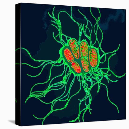 Coloured TEM of Salmonella Bacteria-Dr. Linda Stannard-Stretched Canvas