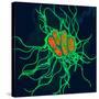 Coloured TEM of Salmonella Bacteria-Dr. Linda Stannard-Stretched Canvas