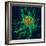 Coloured TEM of Salmonella Bacteria-Dr. Linda Stannard-Framed Premium Photographic Print