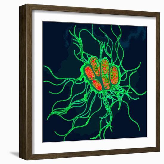 Coloured TEM of Salmonella Bacteria-Dr. Linda Stannard-Framed Premium Photographic Print