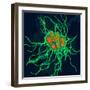 Coloured TEM of Salmonella Bacteria-Dr. Linda Stannard-Framed Premium Photographic Print